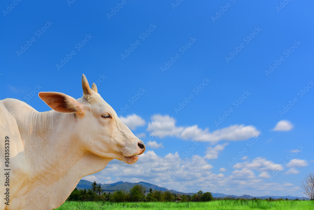White Cow in green nature White Cow in green nature