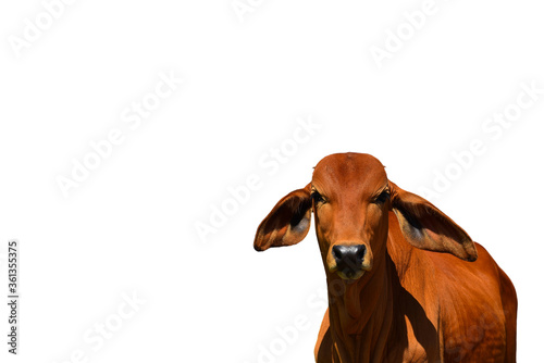 A close up photo of Brown color cow isolated on white background with cripping paths on copy free space