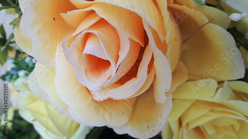 yellow rose on blue background