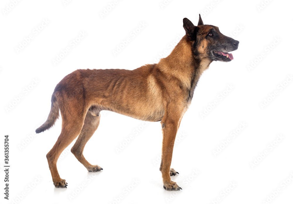 malinois in studio malinois in studio
