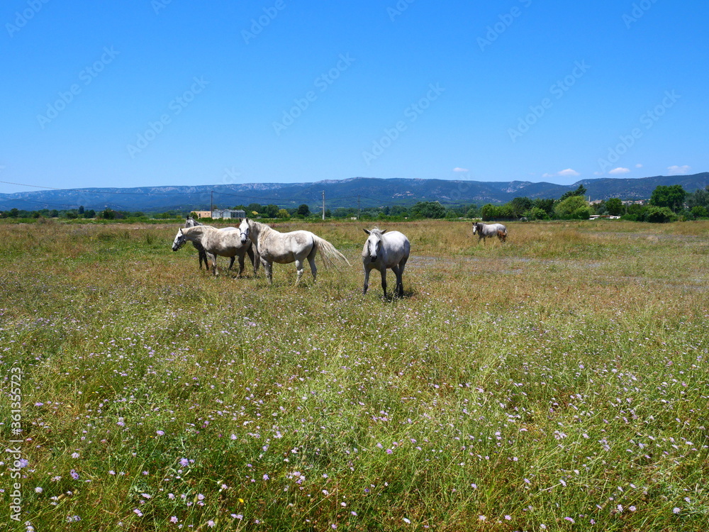 Fototapeta premium Chevaux à La Roque-d'Anthéron