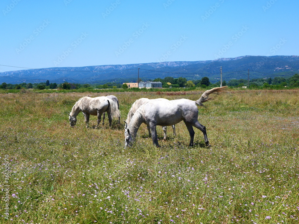 Chevaux à La Roque-d'Anthéron 