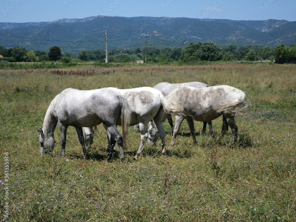 Chevaux à La Roque-d'Anthéron 