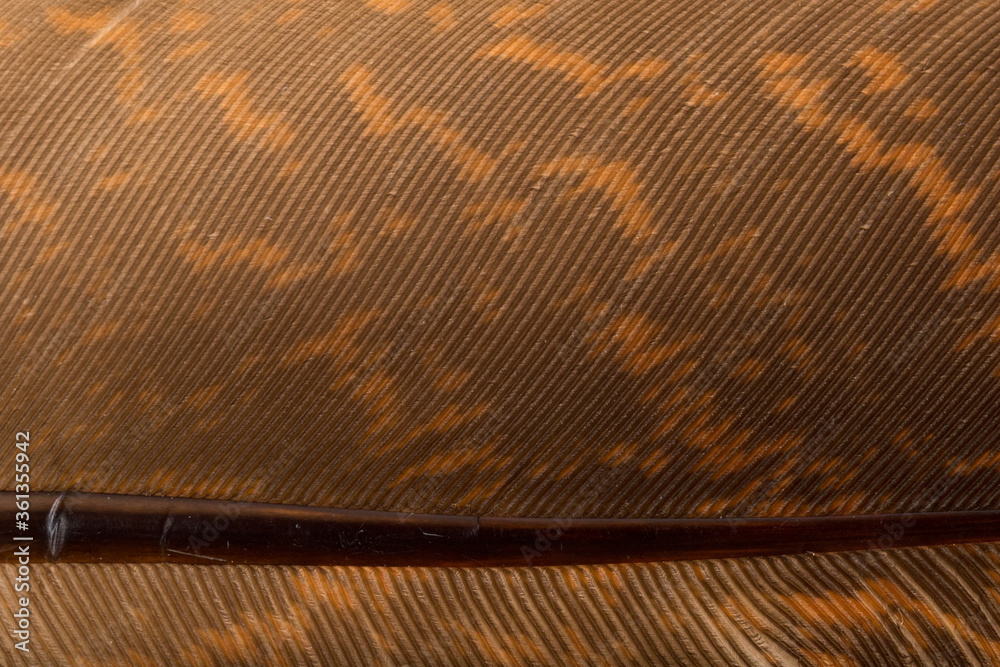 Beautiful Bright Black, White and Grayish with Stripes and Dots Feather Close up Detail Texture. Abstract Pattern Background