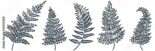 Fern leaves set, vector sketch illustration. Hand drawn floral nature vintage design elements. Garden tropical plant