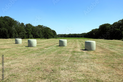 View over a small Dutch pasture with forest edge and plastic hay bales. Photo was taken on a sunny June day.