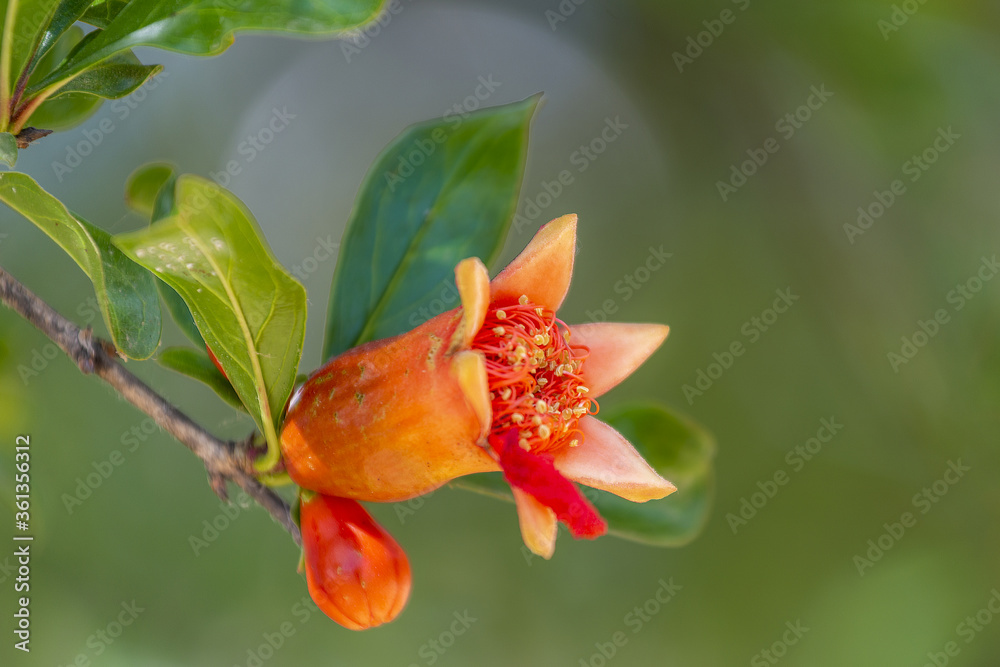 Gros plan sur une fleur de grenadier Gros plan sur une fleur de grenadier
