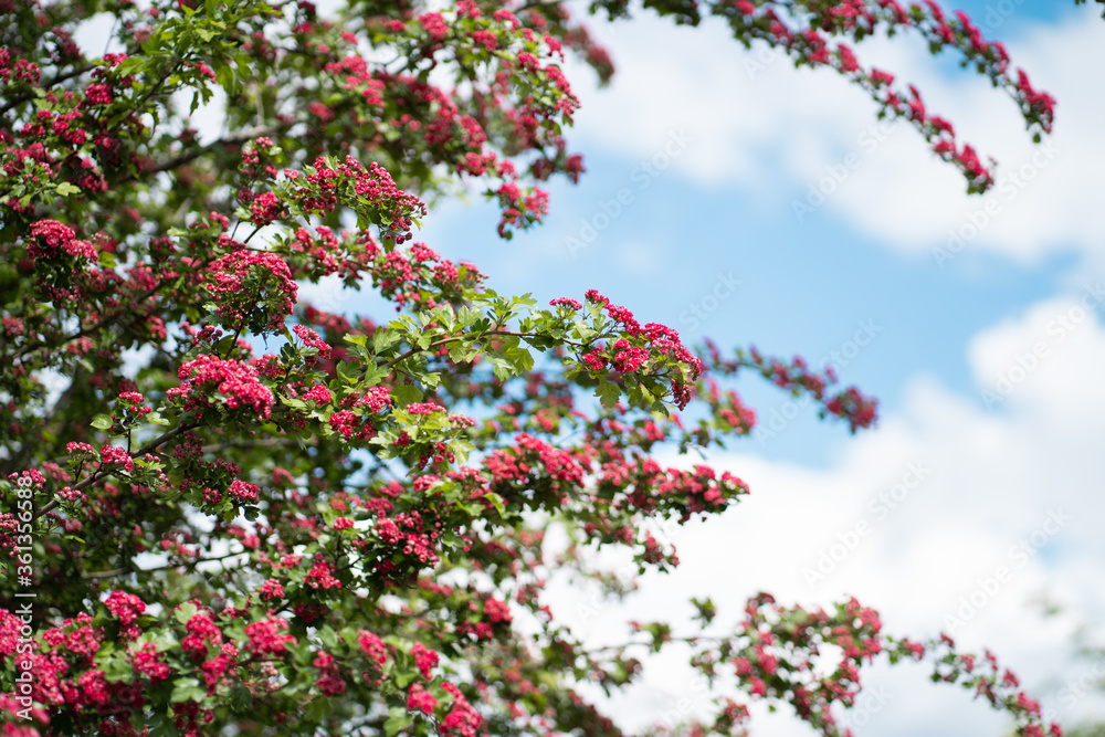 Flowering medicinal plant of hawthorn. Summer.Flowering tree. Flowering medicinal plant of hawthorn. Summer.Flowering tree.