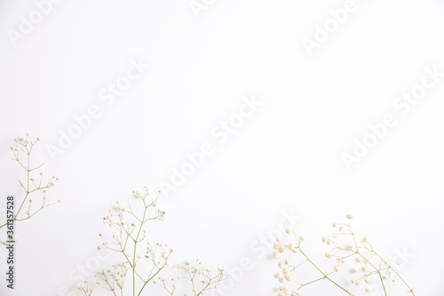 Fototapeta Naklejka Na Ścianę i Meble -  gypsophila little white flower plant isolated in white background in top view