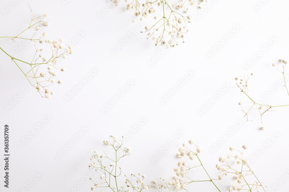 gypsophila little white flower plant isolated in white background in top view