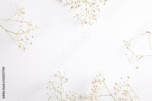 gypsophila little white flower plant isolated in white background in top view