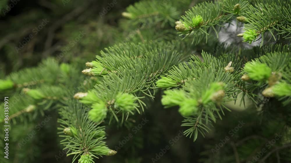 Pine tree branches close up handheld shot. Pan shot of a young green branch of a coniferous tree, green spruce under cloudy sky in afternoon Pine tree branches close up handheld shot. Pan shot of a young green branch of a coniferous tree, green spruce under cloudy sky in afternoon