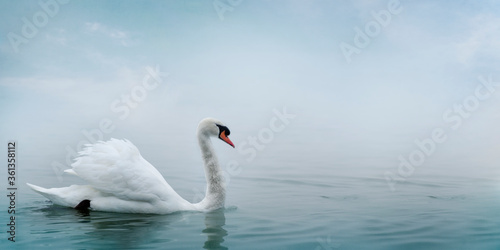 Beautiful white swan swimming in water. Fine art nature with wild bird and river mist.