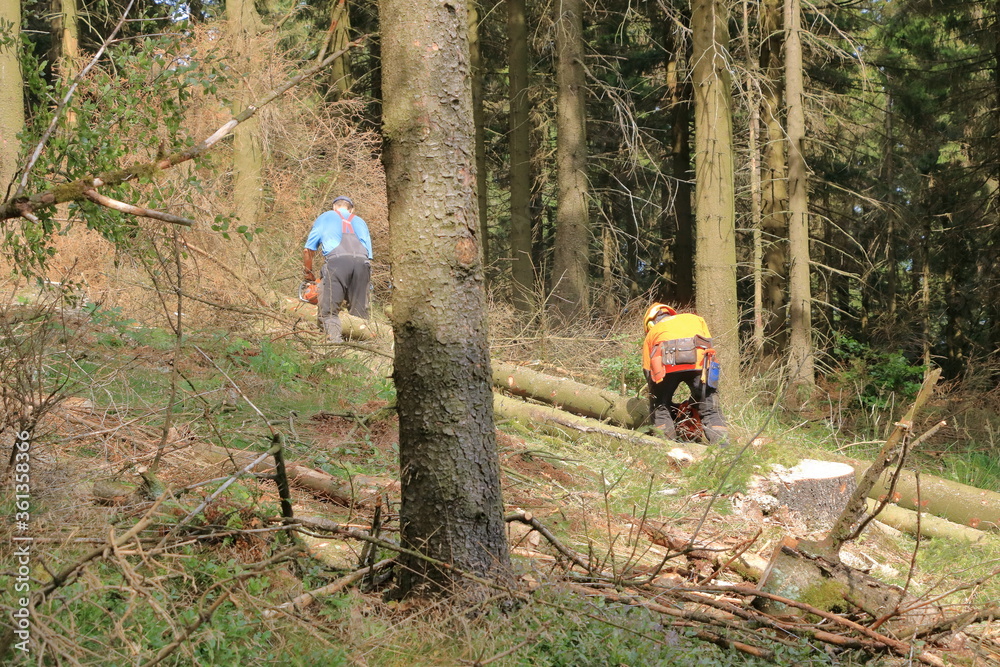 Two forest workers as lumberjack in protective clothing and with chainsaw in the forest Two forest workers as lumberjack in protective clothing and with chainsaw in the forest