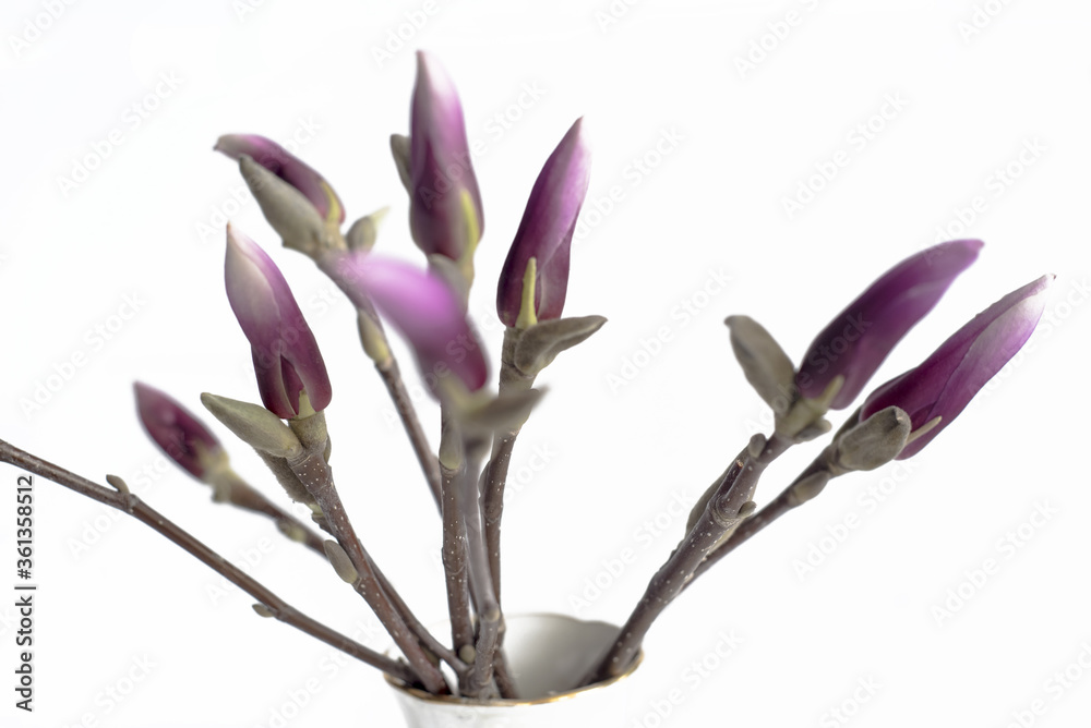 Obraz premium On a twig blossoming flowers of purple magnolia in a vase