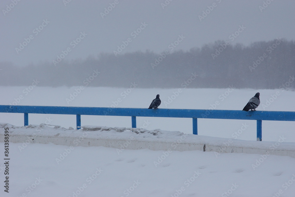 Fototapeta premium Pigeons rest on the railings of the fence.