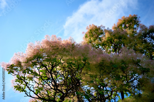 European smoketree