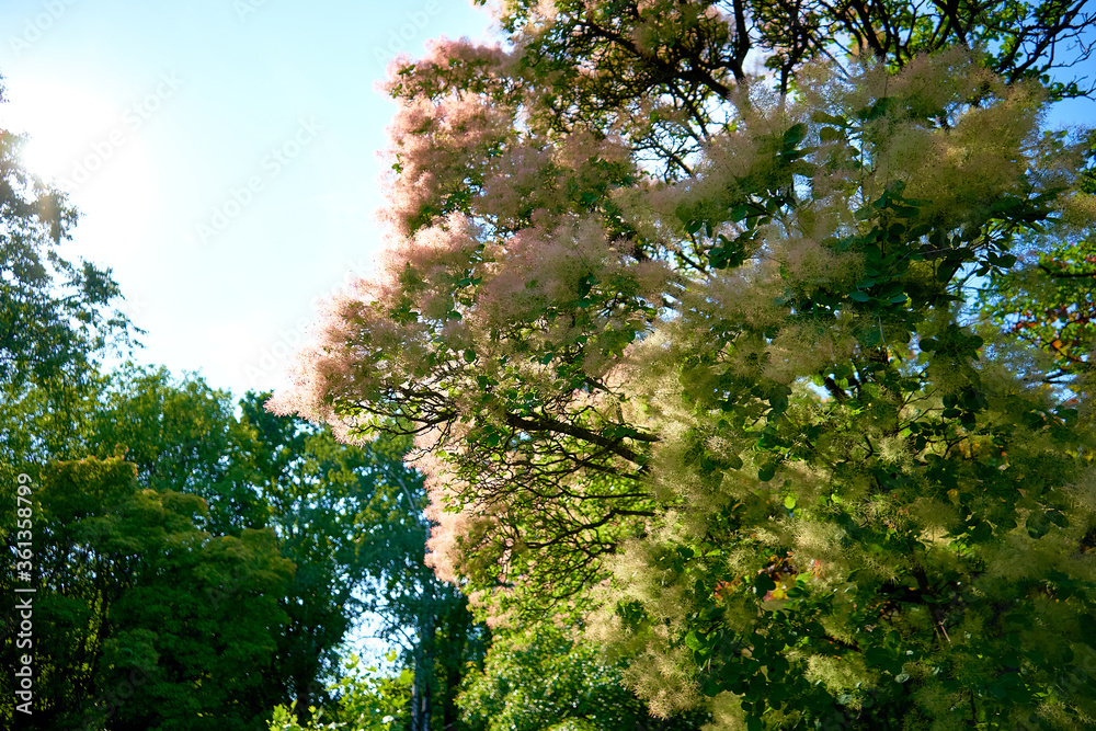 Fototapeta premium European smoketree