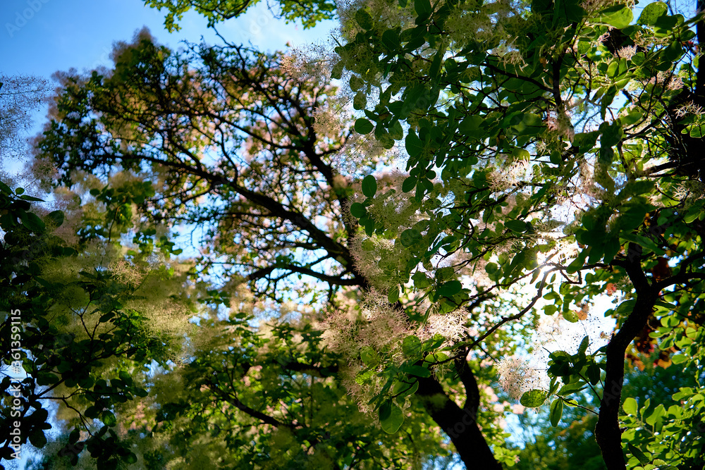 Fototapeta premium European smoketree