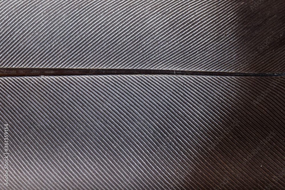 Beautiful Bright White and Grey Feather Close up Detail Texture. Abstract Pattern Background