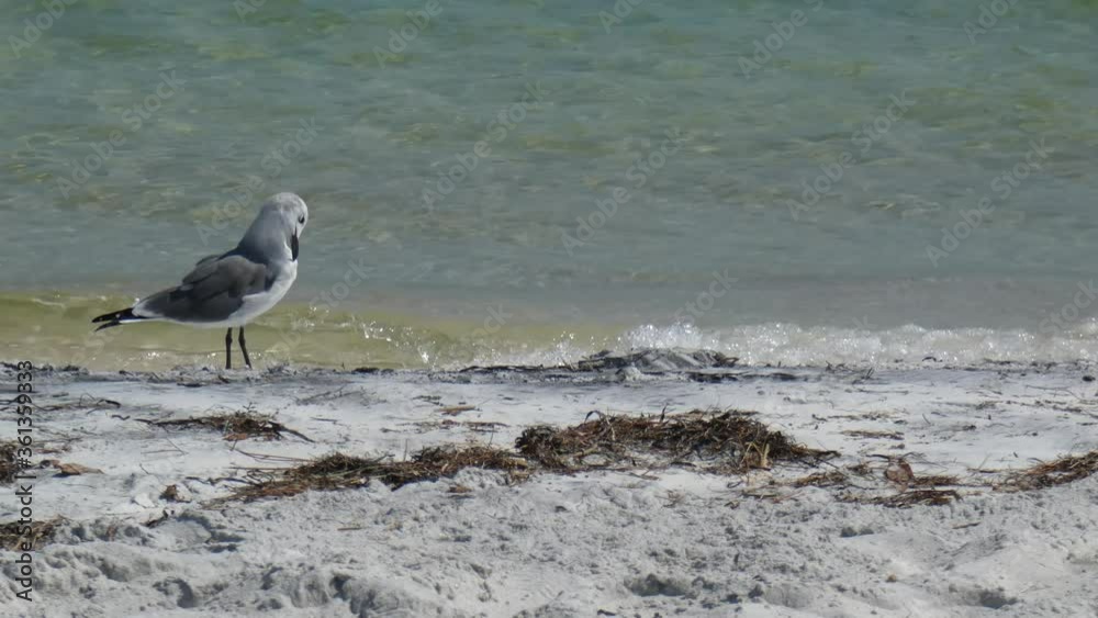 A black-legged kittiwake preens on the beach.