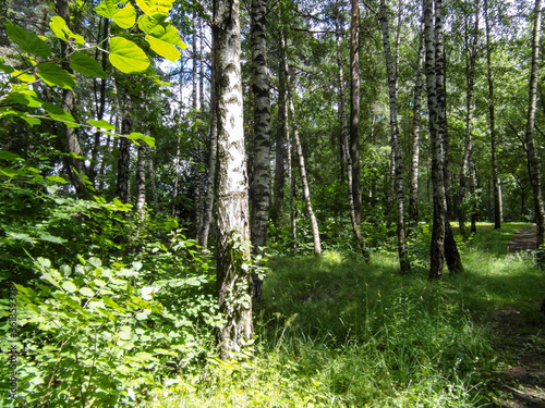 Fototapeta Naklejka Na Ścianę i Meble -  Beautiful forest landscape on a Sunny summer day
