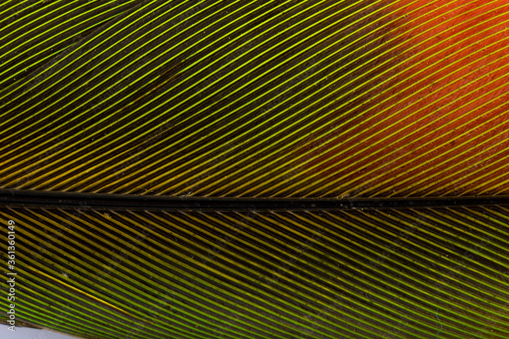 Fototapeta premium Beautiful Bright Green, Red and Yellow Parrot Feather Close up Detail Texture. Abstract Pattern Background