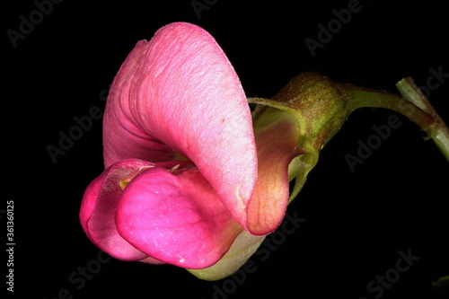 Narrow-Leaved Everlasting Pea (Lathyrus sylvestris). Flower Closeup