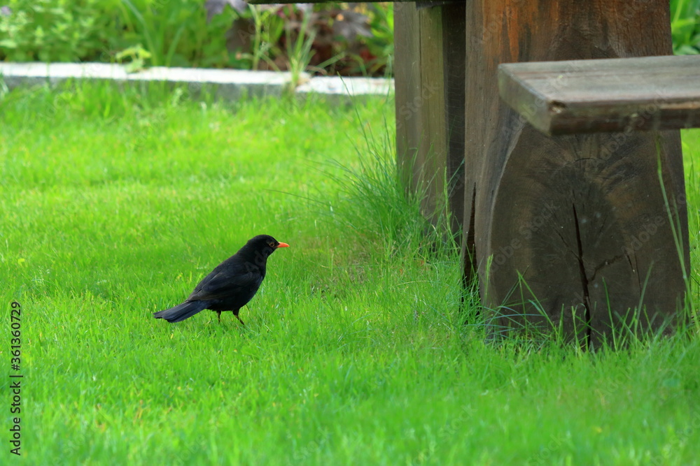 Obraz premium male blackbird in the garden