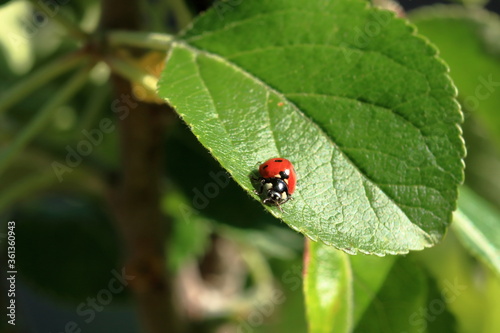Ladybird in garden, close up