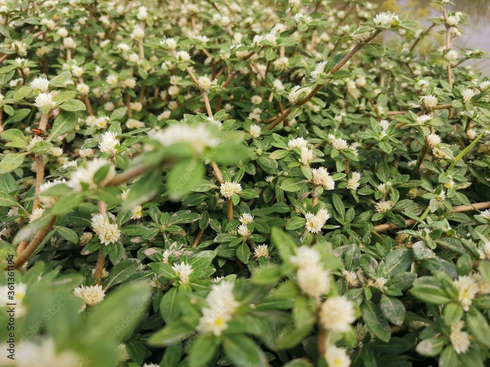 wild strawberry bush wild strawberry bush