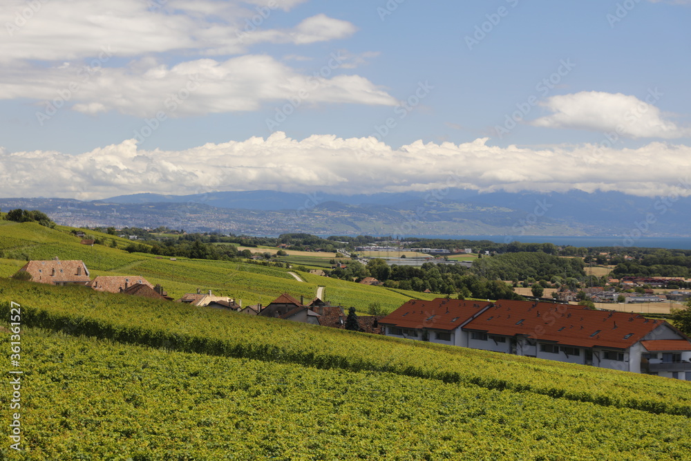 View on vineyards in Switzerland