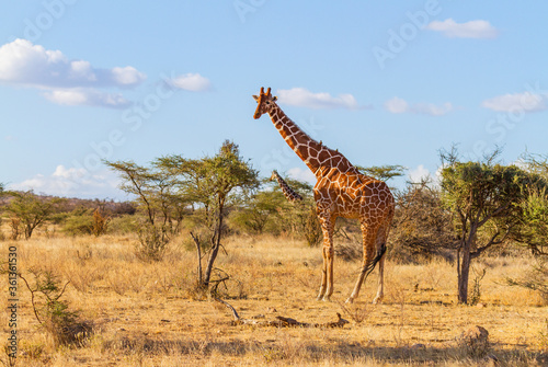 Reticulated giraffe at thorn bush in dry savannah of Samburu Reserve  Kenya  Africa with blue sky.  Giraffa camelopardalis reticulata  as seen on African safari vacation