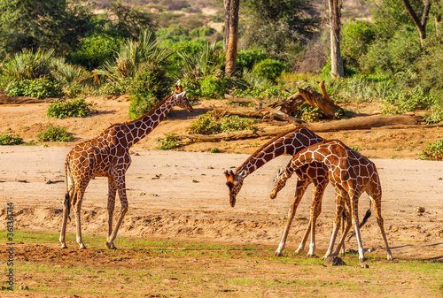 Photography Three Reticulated Giraffes (Giraffa camelopardalis reticulata), bending their long necks, funny wildlife on safari vacation in Samburu National Reserve, Kenya, Africa