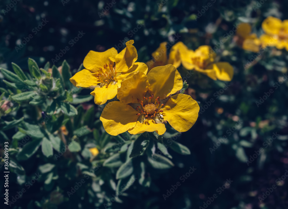 blooming flowers of yellow cinquefoil blooming flowers of yellow cinquefoil