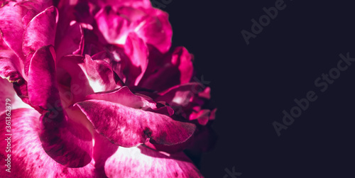 dark banner with blooming magenta rose