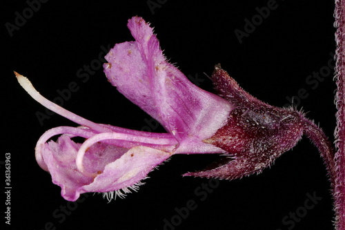 Basil (Ocimum basilicum). Flower Closeup