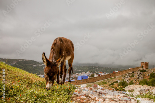 Animals in Chefchaouen (Morocco, Afrique). © Celeste