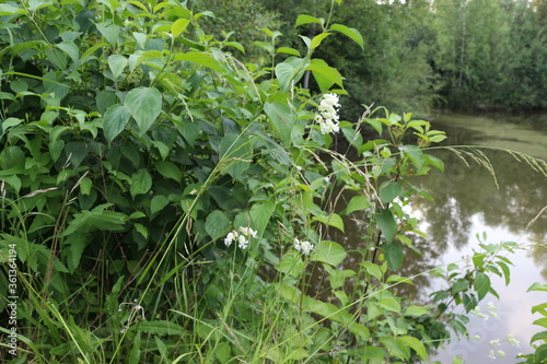  White  flowers bloom on the shore of the pond in summer.  This is a medicinal plant.