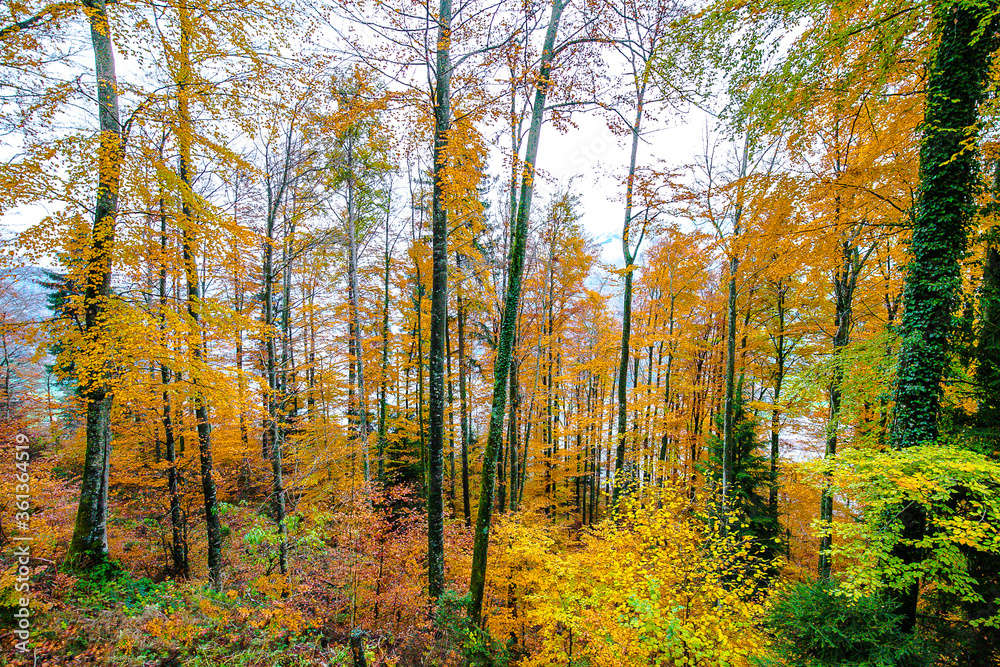 Fototapeta premium autumn in the forest
