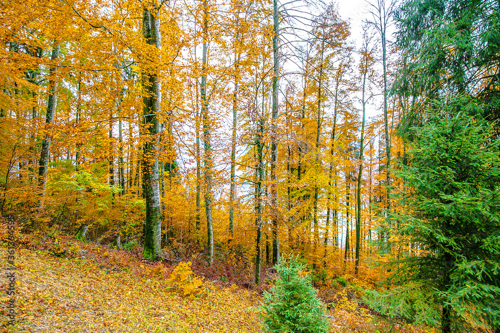 autumn in the woods