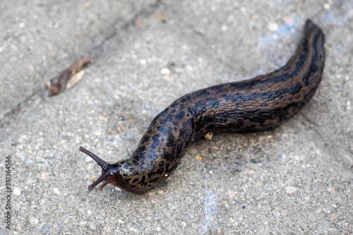 large dark with an ornament of stripes and spots Limax Maximus crawls on the ground in the city after the rain