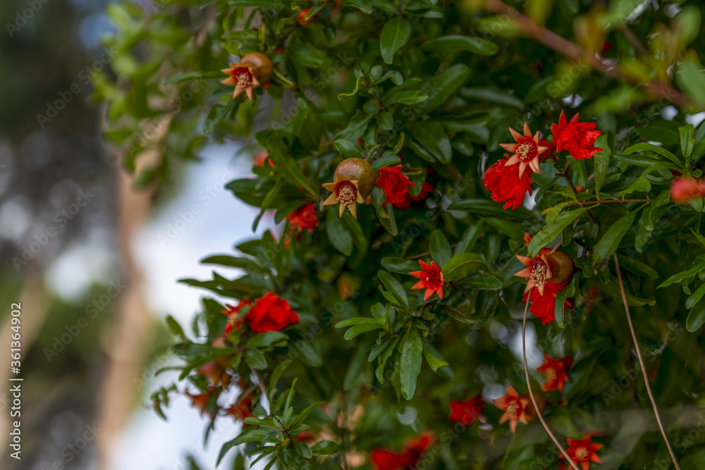 Fleurs de grenadier Fleurs de grenadier