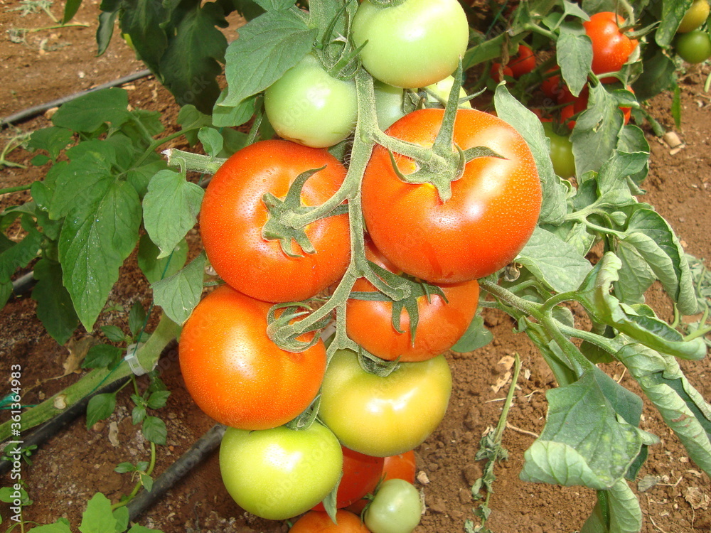 Red and green truss tomatoes in a greenhouse