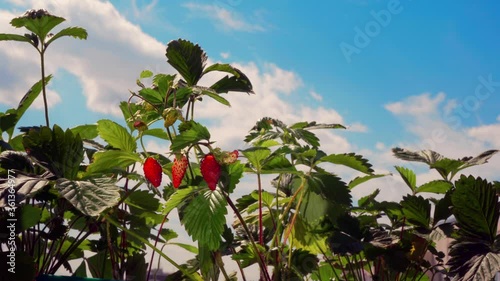 Ripe wild strawberries on the bushes