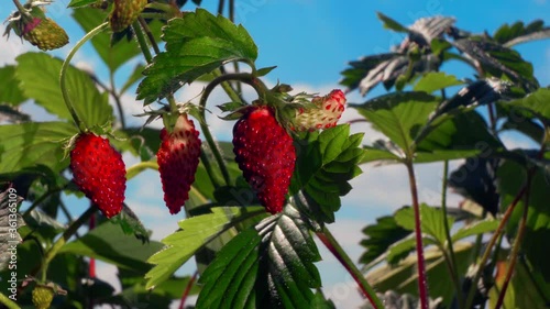 Ripe wild strawberries on the bushes