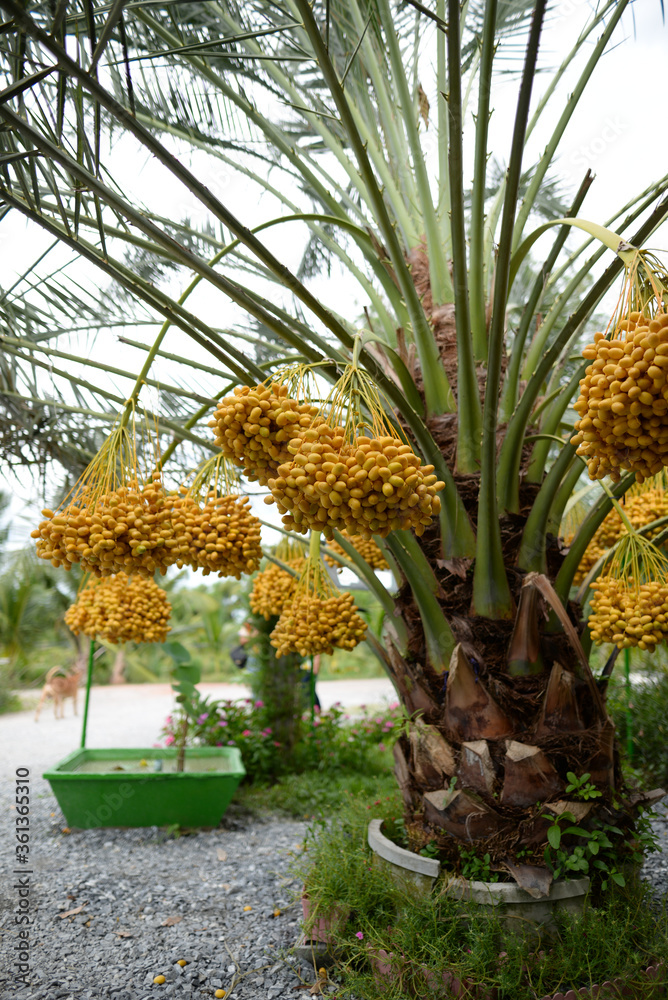 Fototapeta premium Date palm yellow fruit On a blurred background