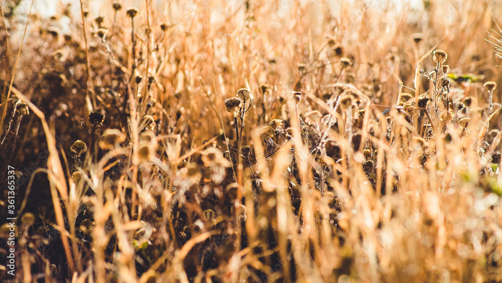 Obraz premium Dry spikes and grass in early summer