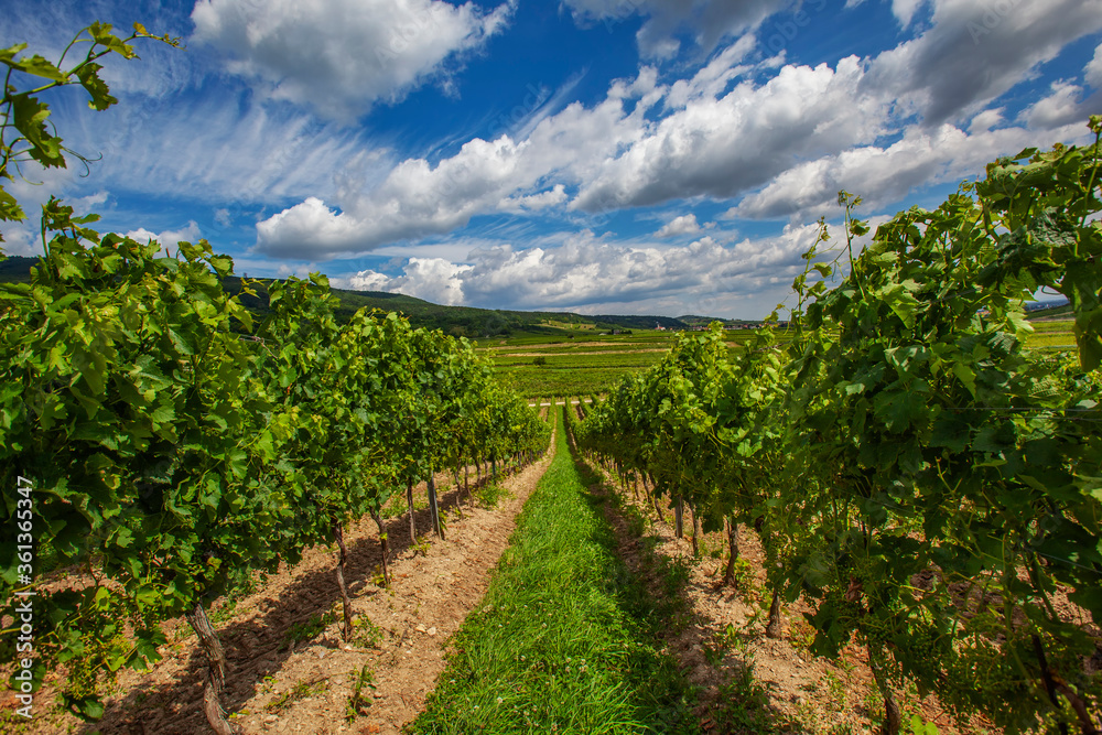 green vineyards landscape in summer time 