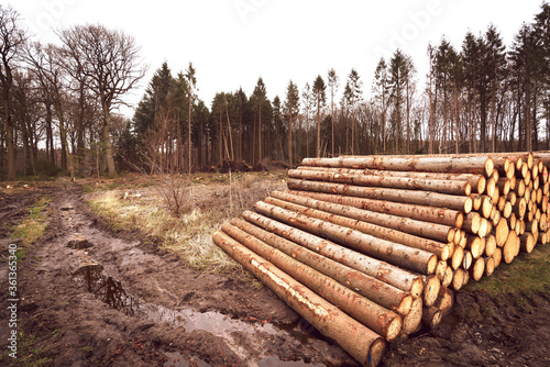 Rundholzstapel am Waldrand warten auf Abholung. Zerstörter Fichtenwald nach Sturm, Dürre, aufgeweichten Boden und Borkenkäferfrass. photo